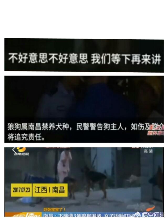 大狼狗:哪种狼狗的战斗力最为强悍？