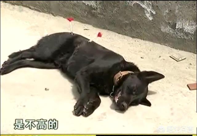 德国牧羊犬阿托斯孙女:如何评价狗中恶霸咬伤奶奶孙女，连自己主人也咬？ 德国牧羊犬阿托斯的父亲是谁