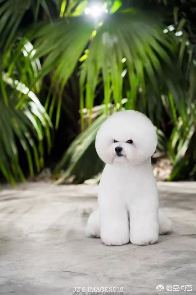 哪里能买到赛维洛犬菌清:幼犬多久驱虫一次比较好？