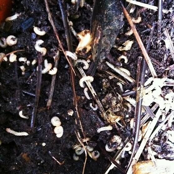 头条问答 盆栽泥土有虫子怎么办 用什么能彻底消灭 36个回答