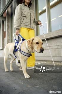 导盲犬品种:拉布拉多犬是不是目前最适合做导盲犬的品种？
