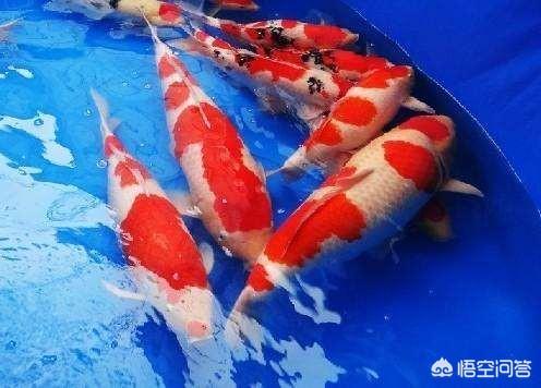 锦鲤鱼图片:锦鲤无精打采，趴缸，不知原因？