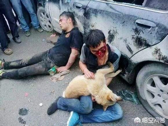 临沂偷狗贼:偷狗贼偷的狗都去哪里了？