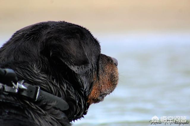 大型护卫犬图片:哪些狗狗户外能力强、耐力好、护主？