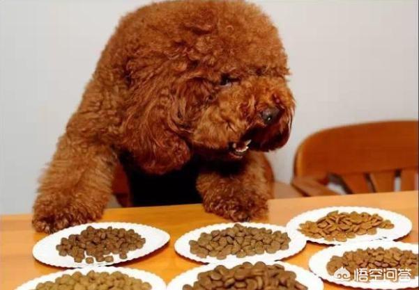 宠物犬:把宠物狗当作土狗养会怎么样？ 宠物犬类品种大全