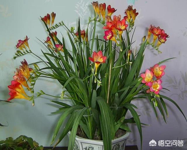 紫娇花:家里养的花，花期长的都有什么花？带有香味的花都有那些？