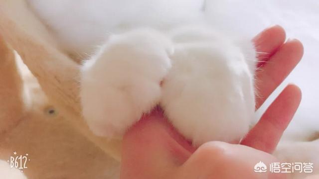 猫图:大家有没有用过自家猫咪图片做手机壁纸？ 猫图片大全可爱图片
