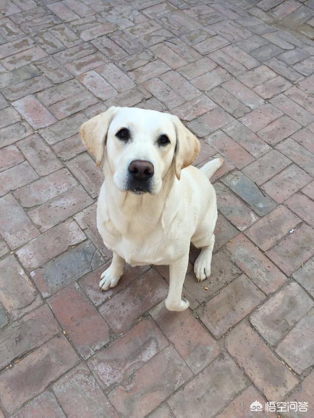 拉布拉多图片 警犬:拉布拉多犬被宠坏了，会有什么表现呢？