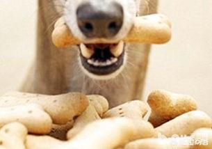 狗狗什么时候开始认主？插图27