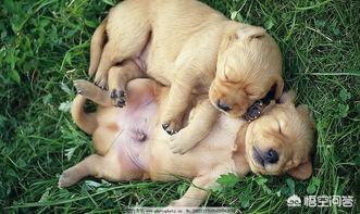 狗狗什么时候开始认主？插图29