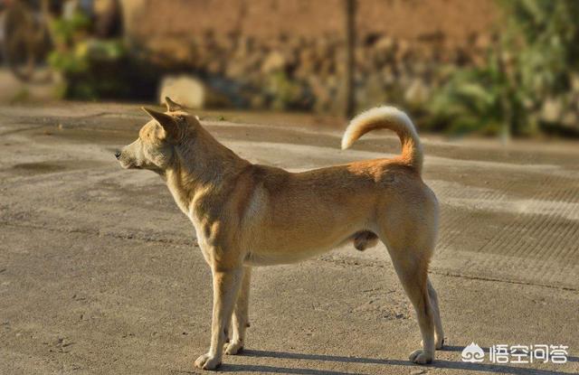 家庭护卫犬有哪些:什么狗狗适合看家又好养？