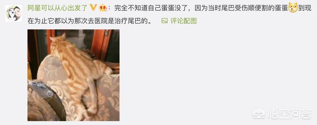 狗民团购什么时候更新:猫咪绝育之后有什么变化吗？