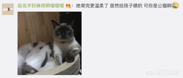 狗民团购什么时候更新:猫咪绝育之后有什么变化吗？