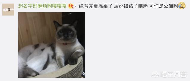 猫咪绝育惊呆了:猫咪绝育后，自己知道吗？ 猫咪绝育好还是不绝育好