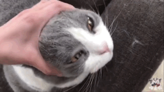 小萌猫红小胖:养一个胖猫是一种怎样的体验？