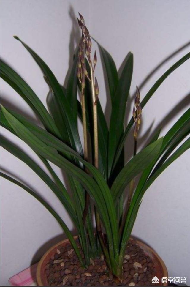 头条问答 - 为什么我种的墨兰只有一个花剑?(3个回答)