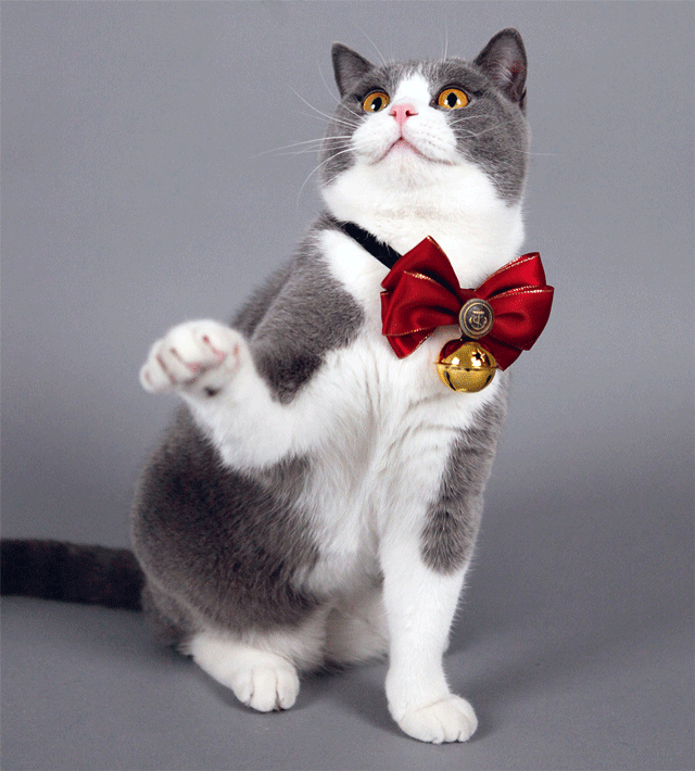 小萌猫红小胖:养一个胖猫是一种怎样的体验？