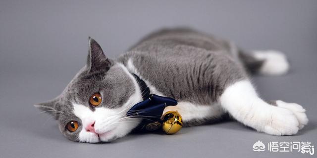 小萌猫红小胖:养一个胖猫是一种怎样的体验？