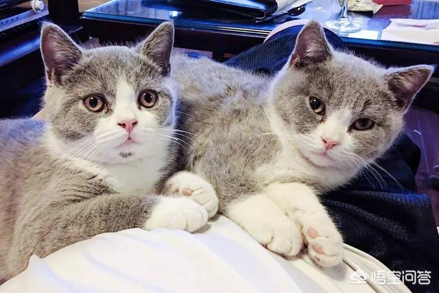 小萌猫红小胖:养一个胖猫是一种怎样的体验？