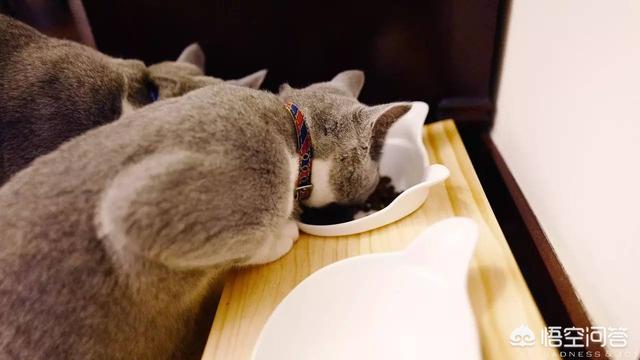 小萌猫红小胖:养一个胖猫是一种怎样的体验？