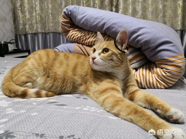 母猫绝育伤口一般多大?:母猫最小多大可以做绝育？