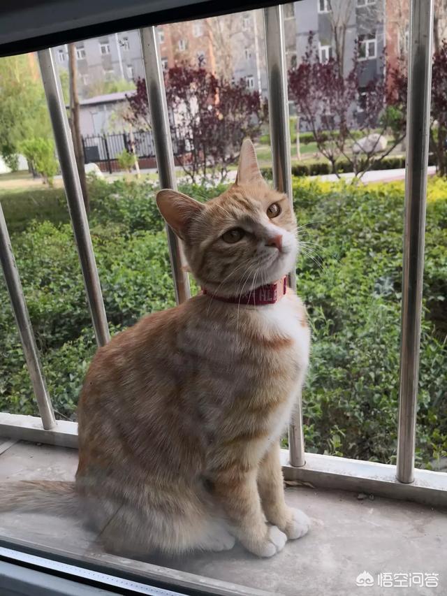 母猫绝育伤口一般多大?:母猫最小多大可以做绝育？