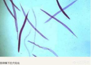 介助犬的遗言全集中文字幕:狗狗身上有多少种寄生虫？