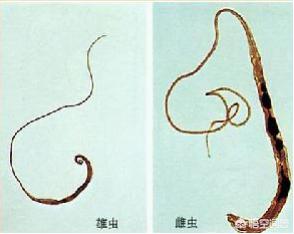 介助犬的遗言全集中文字幕:狗狗身上有多少种寄生虫？
