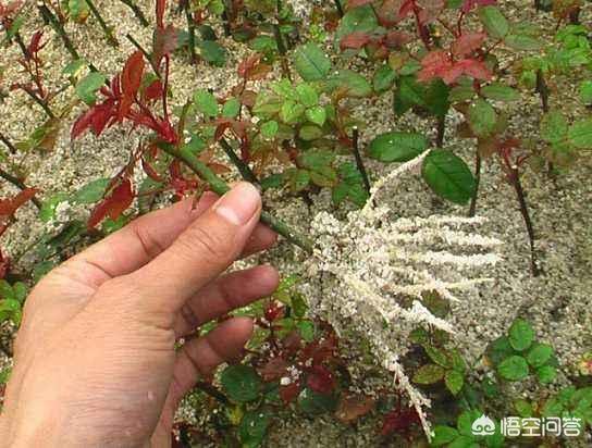 珍珠吊兰扦插视频:多肉佛珠满盆开花，花后如何处理？