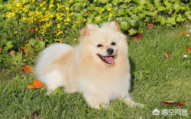 宠物去世后你会以何种方式处理呢？插图6