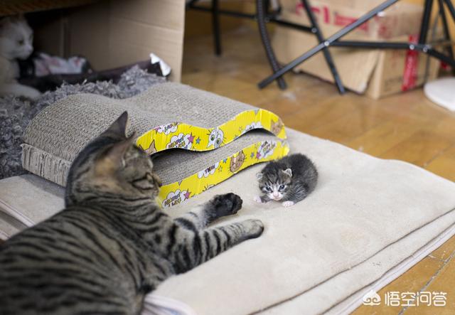 中华田园猫到美国多少钱:网友养了只田园猫被养蓝猫的同学嫌弃，不是品种猫真的就差吗？