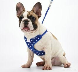 狗项圈 大型犬 牵引绳:小狗牵引用脖圈好还是胸背好？