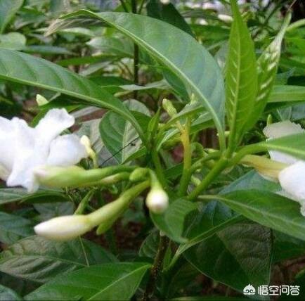 狗牙花:狗牙花的叶子有黄斑是怎么了？