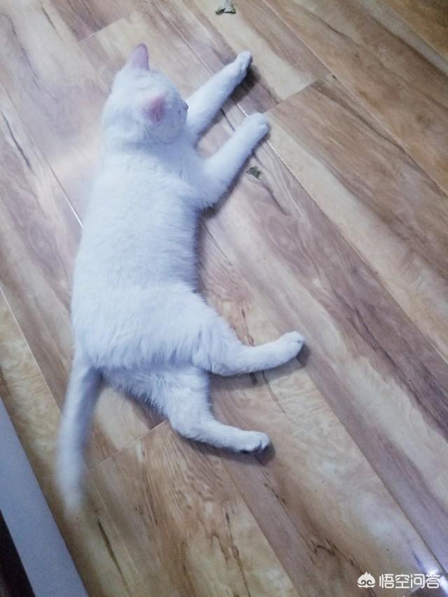 第一巨猫angie:从奶猫到成猫，颜值是如何演变的呢？
