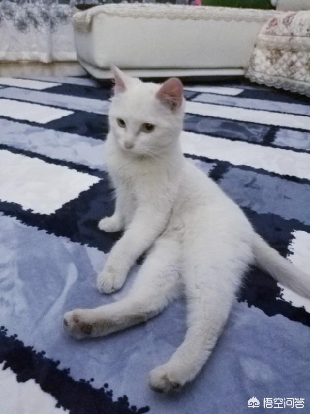 第一巨猫angie:从奶猫到成猫，颜值是如何演变的呢？