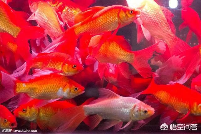 鱼缸水族箱养鱼知识:家庭鱼缸养鱼知识家庭养鱼技巧与注意？