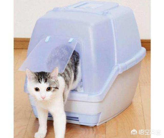 新手养猫注意事项两个月:抱回来一只两个月大的小狸花猫，关于新手养猫有什么建议吗？