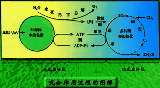 光合作用的兩個階段之間有什麼聯繫嗎