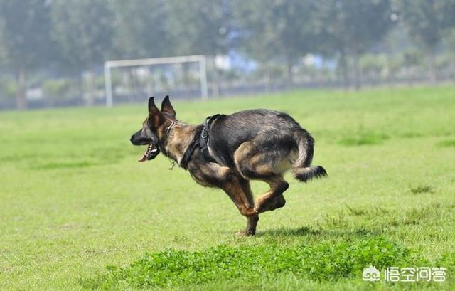 马犬训练视频:马犬怎么训？狗粮吸引不了它，自己到处嗅？