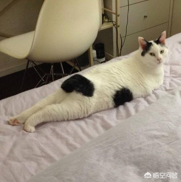 母猫绝育后大小便去猫砂盆吗:母猫做完绝育手术总是待在猫砂盆 怎么改正绝育猫咪的尿床问题？