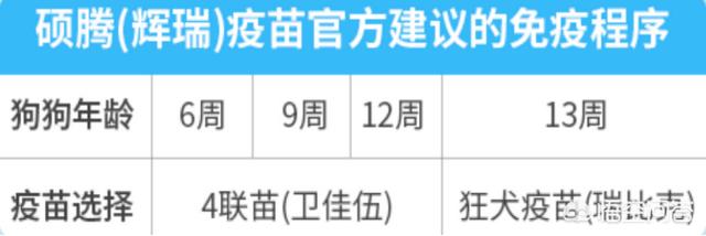 泰迪犬怎么养胖:两个月大的小泰迪要怎么养？