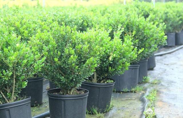室内最好的观赏植物:十大室内观赏植物 请问家里养什么植物最好，并且好养活的？