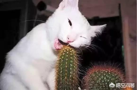 马蓉晒卖萌自拍:王宝强马蓉离婚案在网上整的纷纷扬扬，这样真的好吗