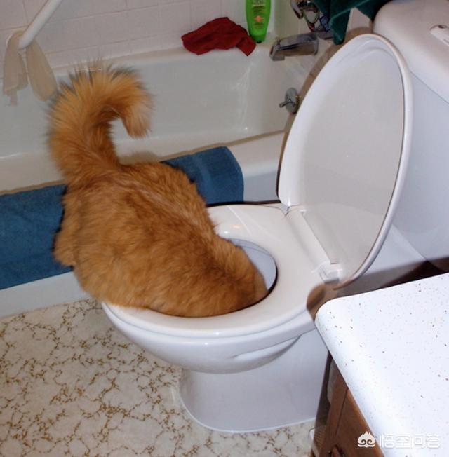 猫怕黄瓜图片gif:哪些东西会让猫咪感觉害怕？