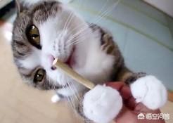 木天蓼对猫的作用:领养的小奶猫猫总是咬我该怎么教？