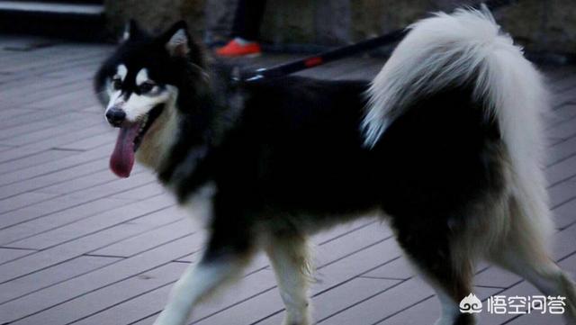 狗狗得狗瘟晚期症状是什么样子的:成年的宠物狗容易得犬瘟吗？有什么症状？