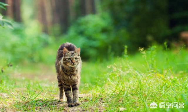三毛猫公猫国内价格:为何农村猫便宜无人要，而城市猫贵还有市场呢？