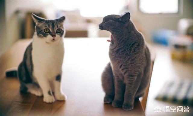 济南宠物医院:猫咪1岁了现在做绝育伤害大吗？