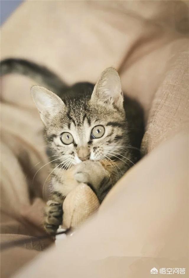 济南宠物医院:猫咪1岁了现在做绝育伤害大吗？