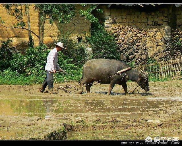 “白家三宝指的是什么东西，在古代，为什么说丑妻、薄地、破棉袄是男人的三宝